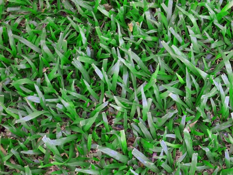 Grama Batatais